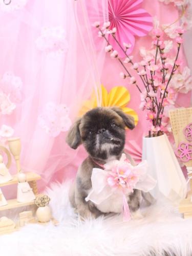 20250325スピカくん